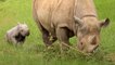Watch: Researchers use rhino dung to save endangered species