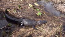 Rencontre avec les alligators aux Everglades en Floride