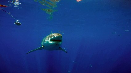 The most enormous great white you've ever seen rams into diver cage