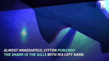 61-Year-Old Man Escapes Shark Attack by Punching Its Gills
