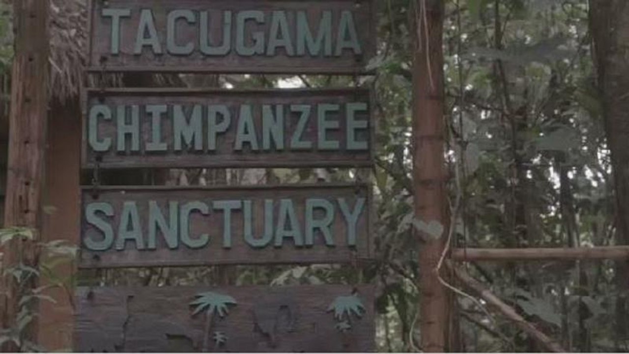Inside Sierra Leone's chimpanzee sanctuary