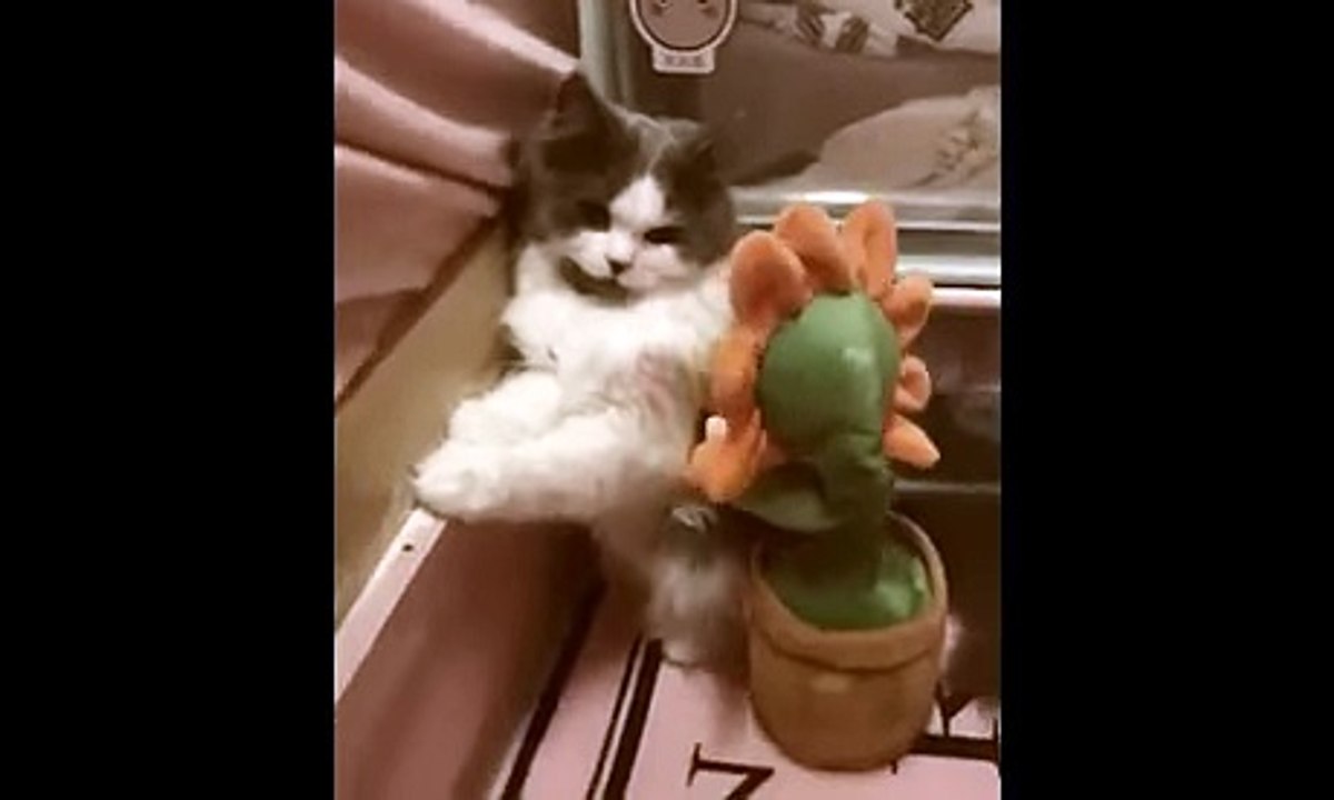 Cat Dancing With a Flower