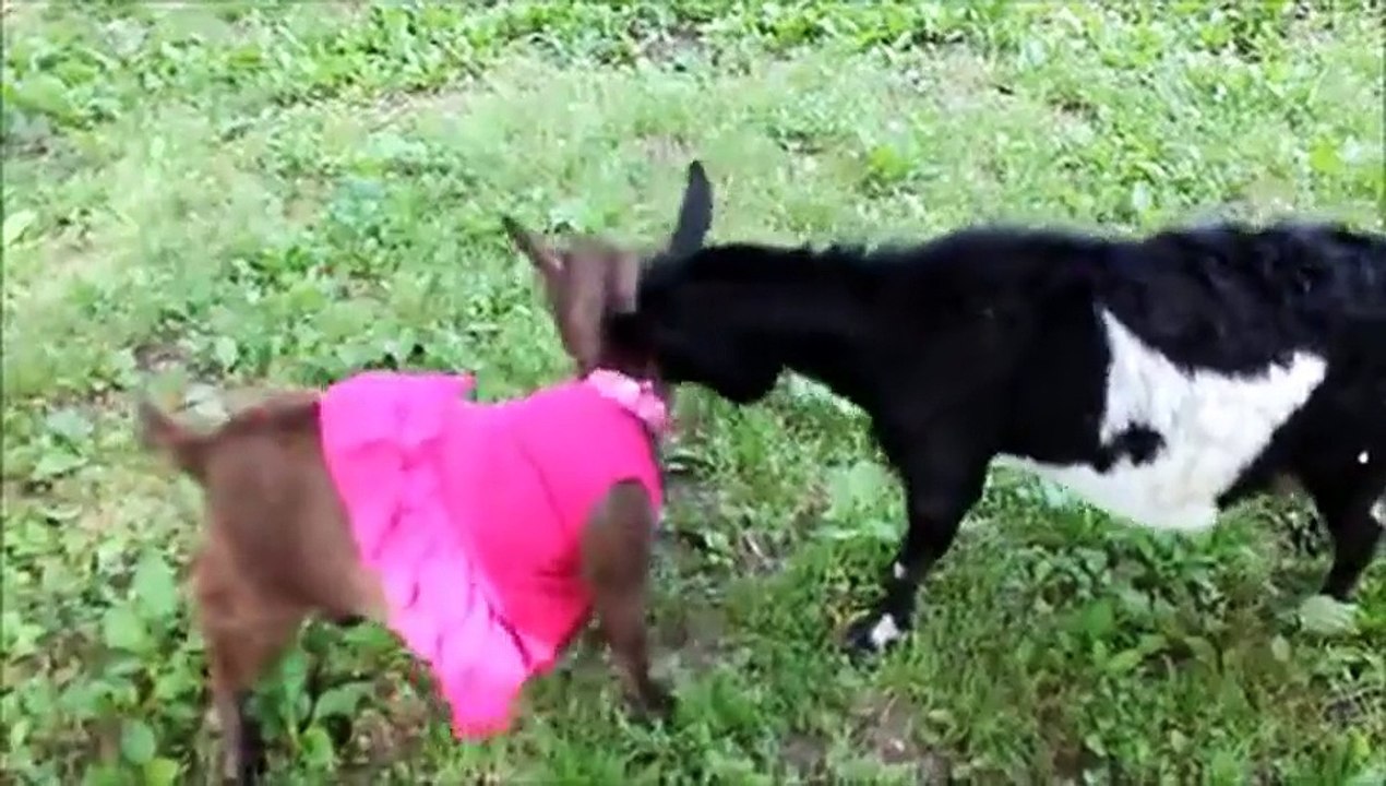 CUTEST GOAT FIGHT EVER