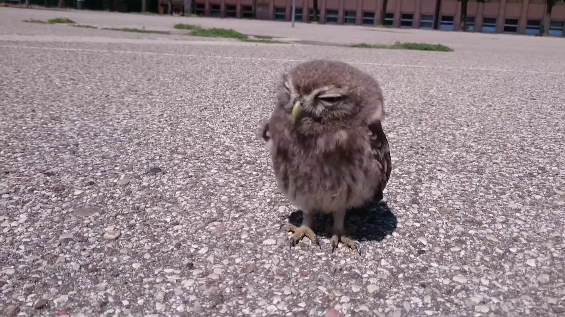 Il Trouve Un Bebe Chouette Qui Se Laisse Caresser Juste Trop Mignon Video Dailymotion