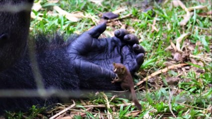 Instant tendresse quand un gorille rencontre un minuscule galagos