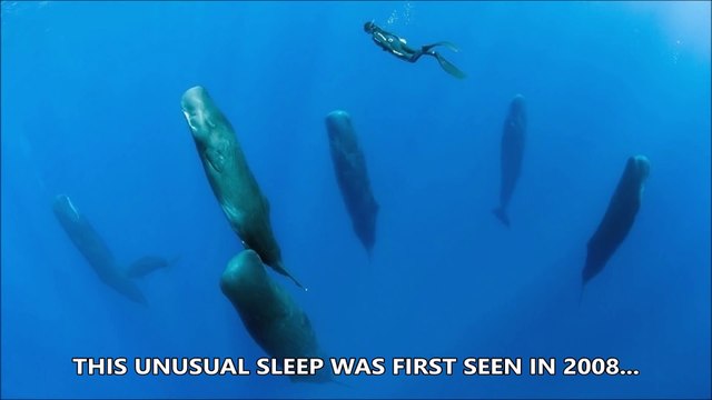 Saviez-vous que les cachalots dormaient à la verticale