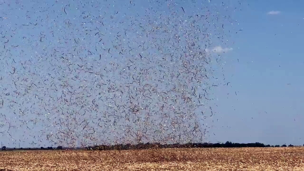 Corn Husks Twirl as Dirt Devil Forms