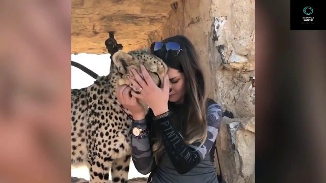 চিতা এবং মেয়ের মধ্যে সুন্দর বন্ধুত্ত। Beautiful Girl Who Lives With Cheetah