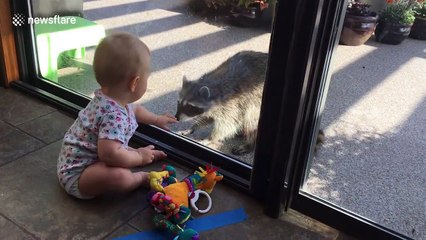 Baby meets raccoon for the first time - Tsawwassen, British Columbia
