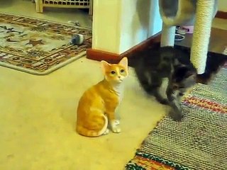 THIS KITTEN ATTACKS A FAKE KITTEN