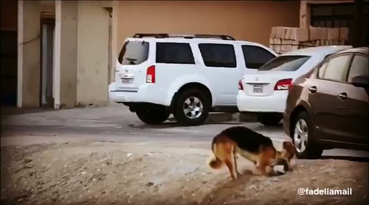 الميت قط والدافن كلب - تحية لكل حيوانات العالم