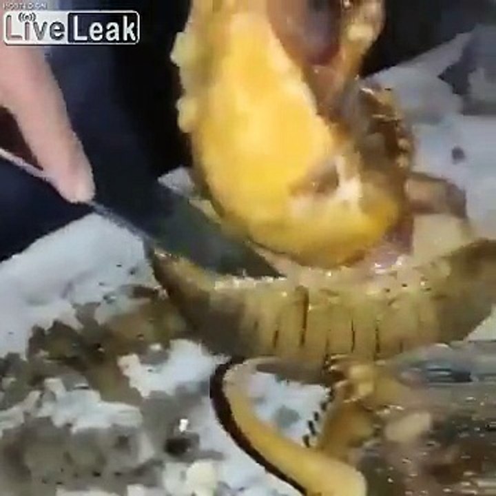 Armadillo Is For Dinner