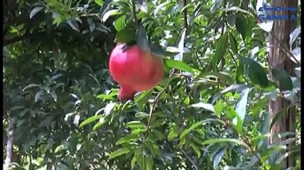 وادی سوات میں خوش ذائقہ پھل انار کی نئی قسم انار صالح کے باغات بھی سجنے لگے