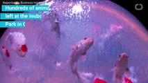 Hundreds Of Sea Animals Found Surviving In Abandoned Japanese Aquarium