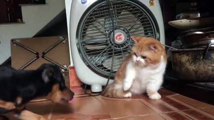My kitten is annoyed when someone teases