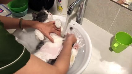 Best way to give a cat a bath without getting scratched