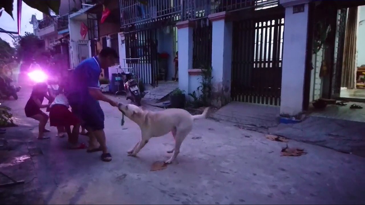 The Power of Playing Tug with your Dog