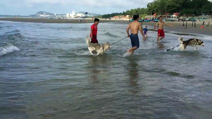 puppy First Time on the Beach