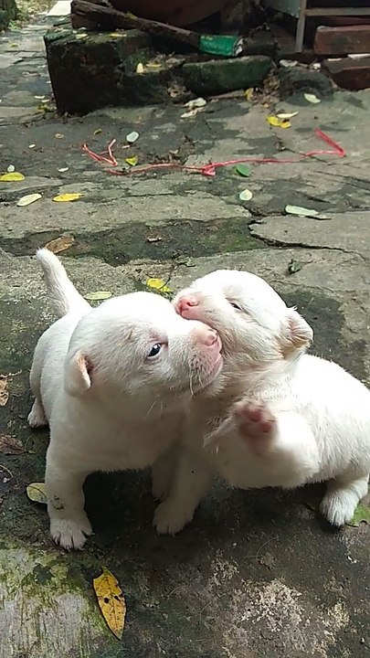 Exercise for puppies after birth