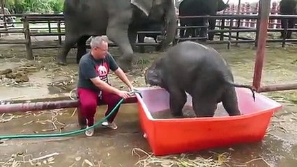 ITS FUN TIME BABY ELEPHANT BATH