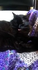 A CAT THAT LIKES TO WIGGLE HIS TONGUE