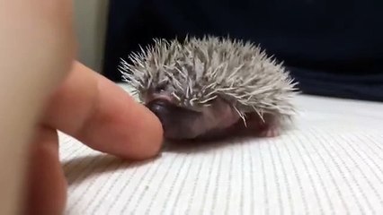 A BABY HEDGEHOG TOO CUTE