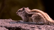 Indian Palm squirrel - a chubby cutie