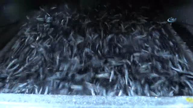 Yalova ve Bursa'da Balıkçılar Vira Bismillah Dedi, Kasalar Hamsiyle Doldu