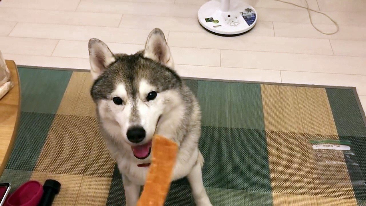 オヤツを一口食べた瞬間喜びに目覚めるシベリアンハスキー