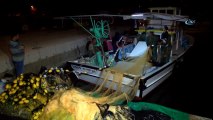 Karadenizli Balıkçılar ‘Vira Bismillah’ Dedi... Sezonun İlk Balıkları Yüz Güldürdü