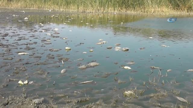 Gölde Korkutan Balık Ölümleri...onlarca Ölü Balık Kıyıya Vurdu