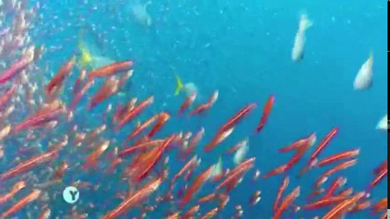 Earth A New Wild S01 - Ep04 Oceans - Part 01 HD Watch