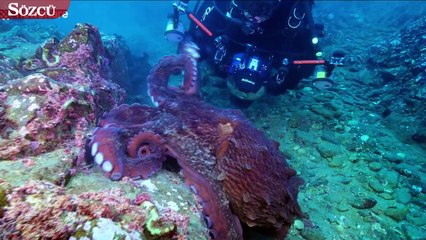 Ahtapot kameramana saldırdı