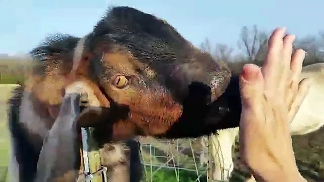 The Funniest Farm Animals Home Video Bloopers of 2018 Weekly Compilation | Funny Pet Videos