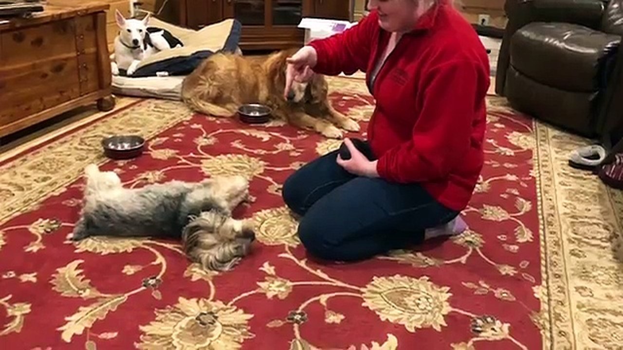 Good Dogs and Smart Puppies Compilation 2018 | Funny Pet Videos