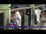 Supermarket Sapi Kurban Menyediakan Garansi untuk Hewan Kurban yang Dijual - NET 5