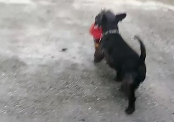 Service Dog Impresses Owner by Collecting Mail for the First Time