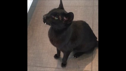 Ce chat aux canines sur-développées ressemble à un vampire