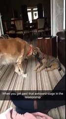 dog licks another dogs ear