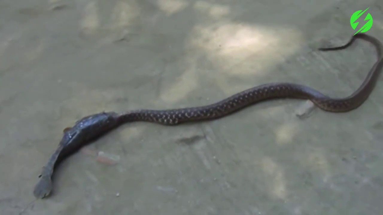 Mais qui mange qui??? Le poisson ou le serpent