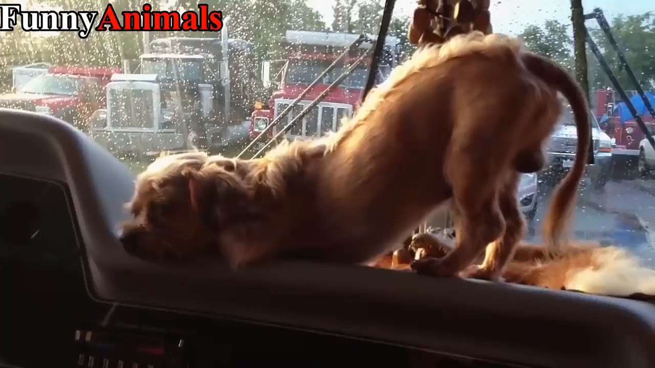 Funny Dogs and Cats : '' Sleepy, Falls and Clumsy & Jump Fail '' Compilation 2017