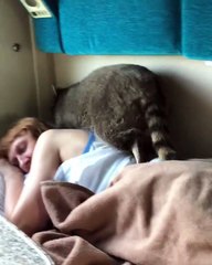 Un raton laveur insiste pour réveiller sa maîtresse
