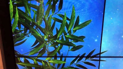 Trần xuyên sáng là gì  , cấu tạo và bảng giá trần xuyên sáng - Tranh 3D NTP