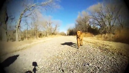 Dog Meets Her Mom For The First Time Since She Was A Puppy