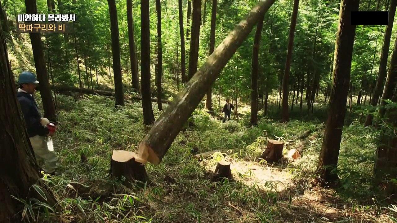 [영화] 딱따구리와 비