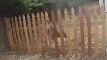 Baby Fawn Wedged in Fence Rescued by Eugene Police Officer