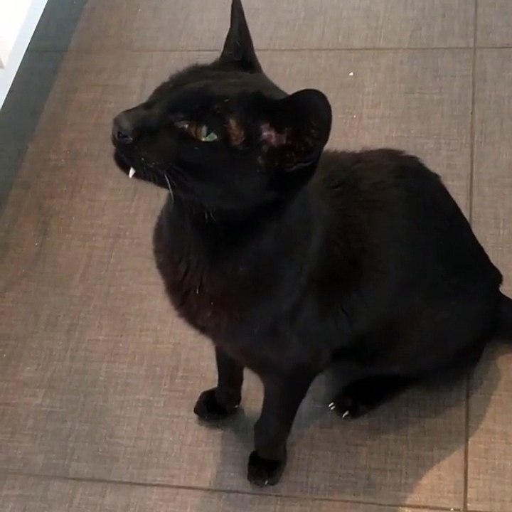 Un chat-vampire
