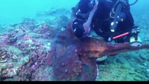 HUGE octopus dangerously attacks diver in Russian waters