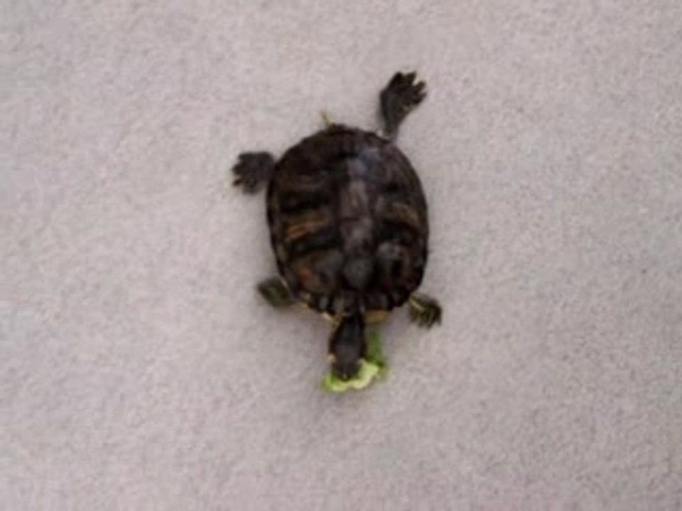 tortue floride