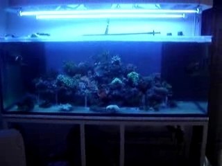 transfert 400 vers le 720 litres bac sous actinique